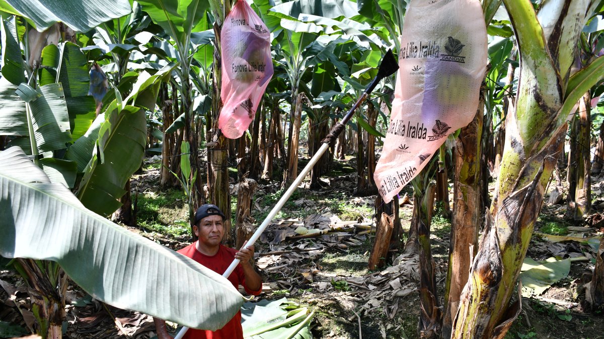 Hay malestar en los pequeños productores de El Oro ante la falta de información, de parte del Ministerio de Agricultura.