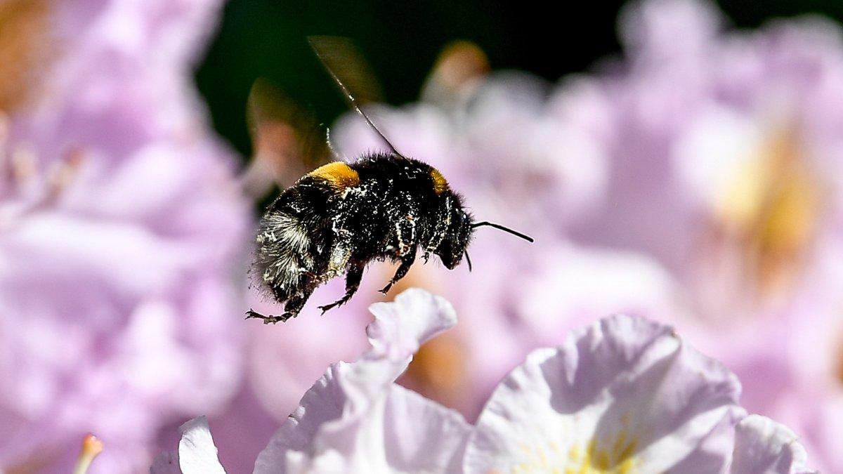 Los abejorros llevan al menos 24 millones de años polinizando el tilo, según un estudio.