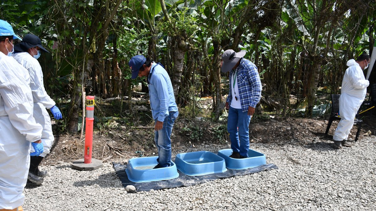 En todas las hacienda bananeras debe existir medidas de bioseguridad para que se desinfecten hasta los zapatos, las botas y ropa deben ser únicas para esa finca en particular.