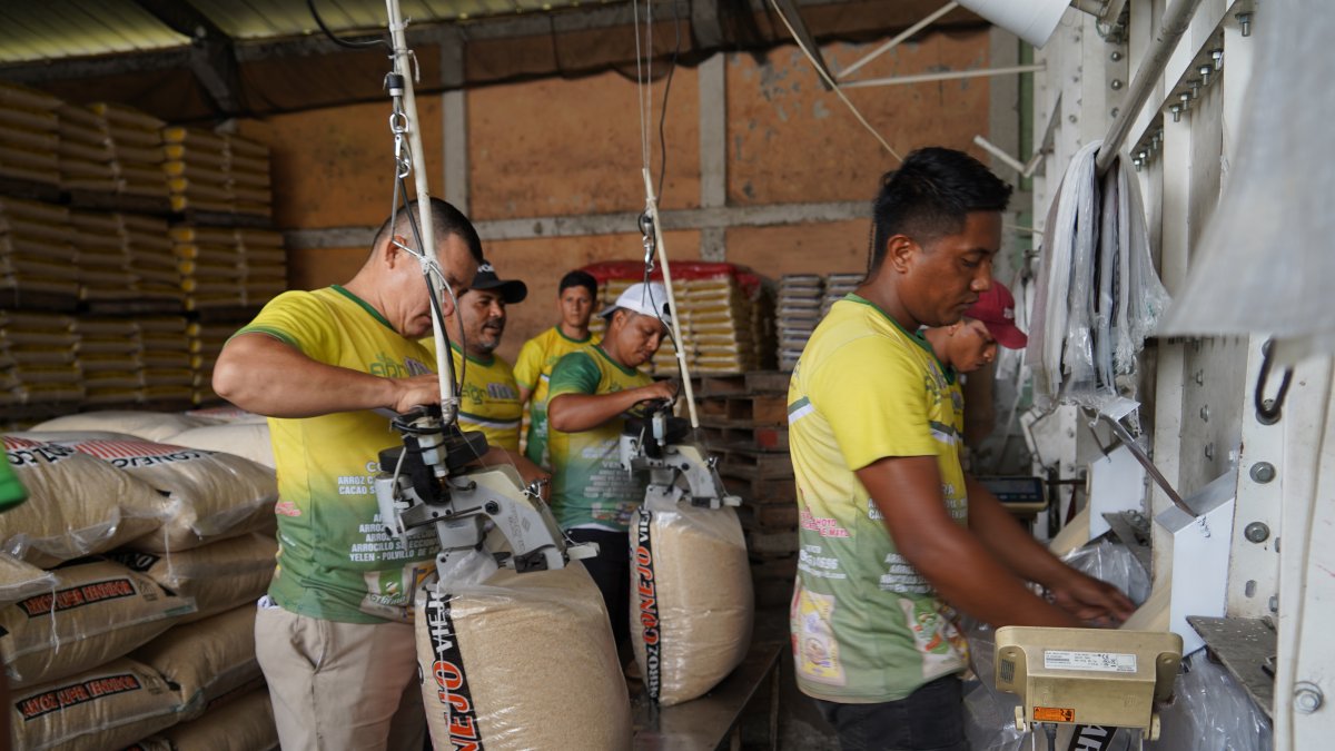 El retorno del arroz ecuatoriano a Colombia será gradual, condicionado al inicio de la cosecha local y al peso que ganó EE.UU. en ese mercado.