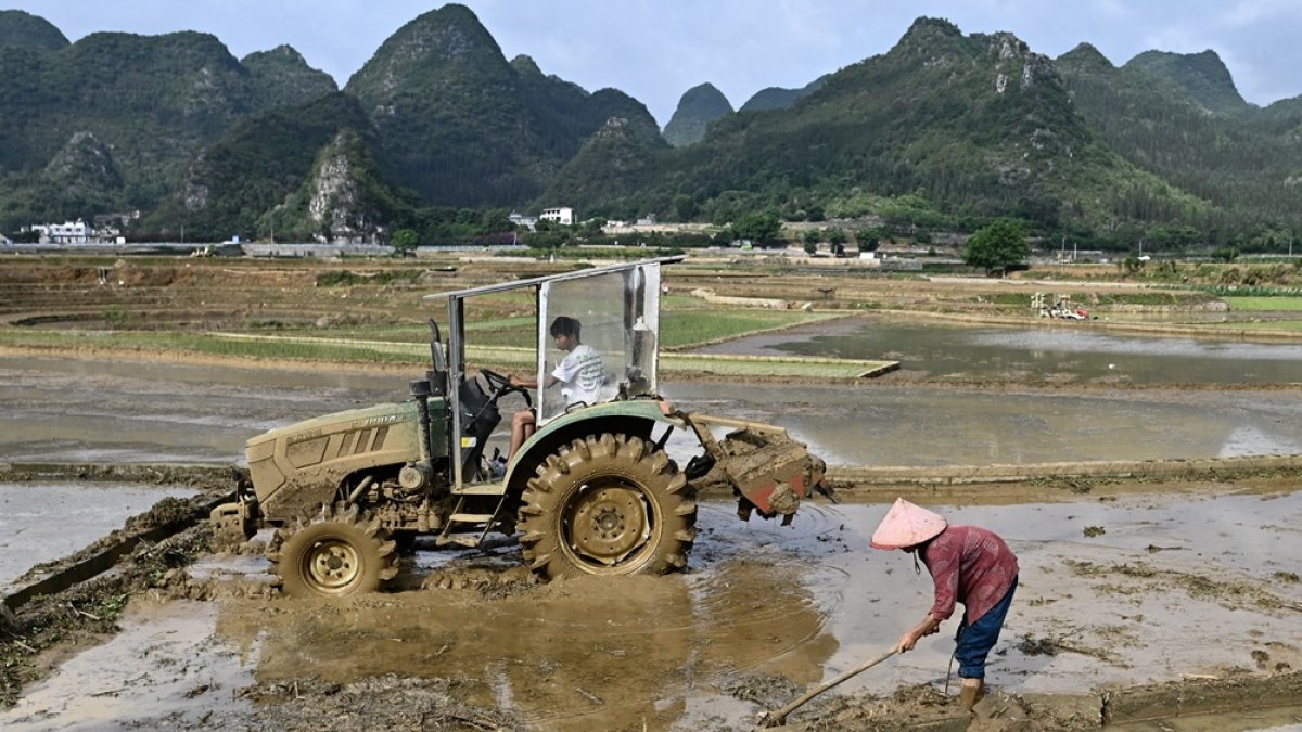Los agricultores trabajan en un campo de arroz en las afueras de Xingyi, en la provincia de Guizhou, en el suroeste de China, el 29 de septiembre de 2025.