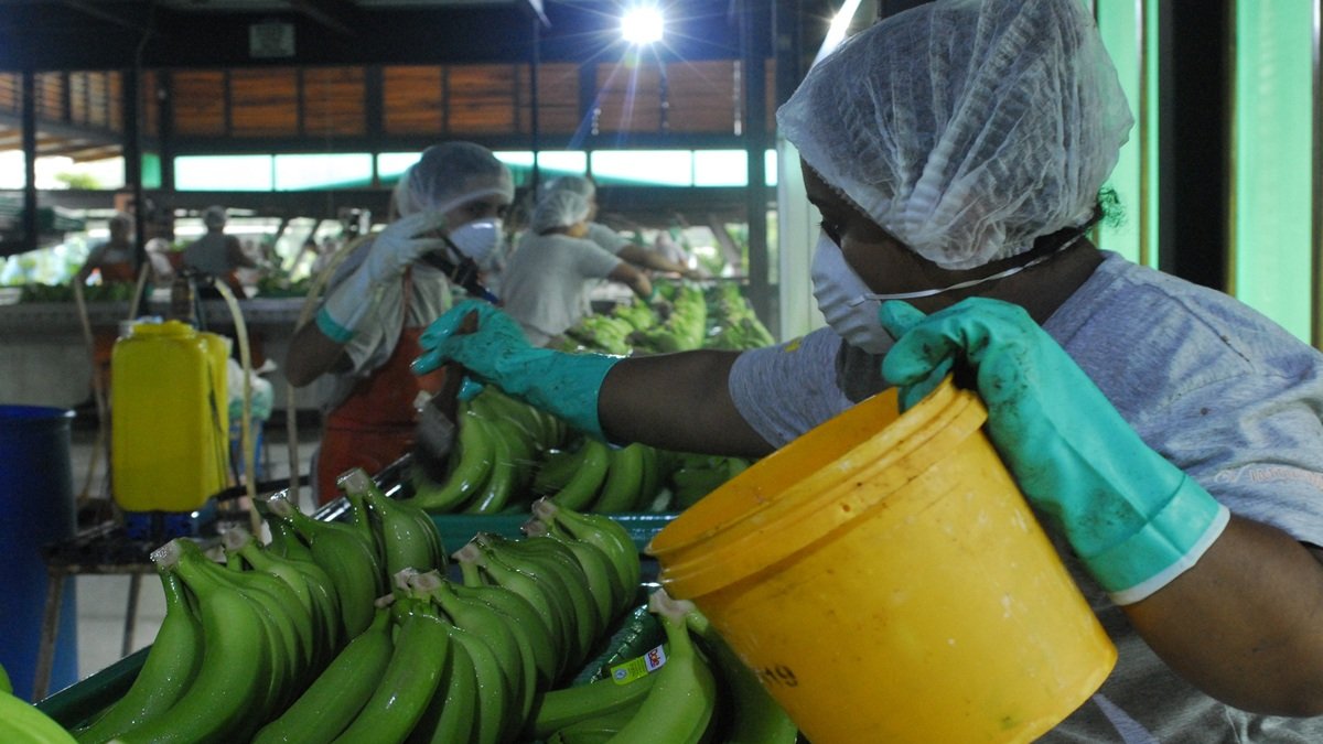 La Exportadora Bananera Noboa era el mayor deudor del SRI hasta marzo de 2025 (foto referencial).