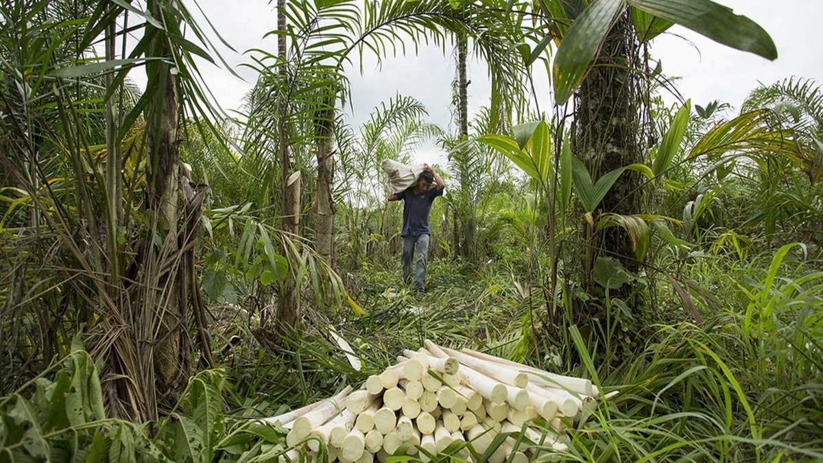La transferencia única de $1.000 está destinada a 100.000 pequeños productores rurales en situación de pobreza.