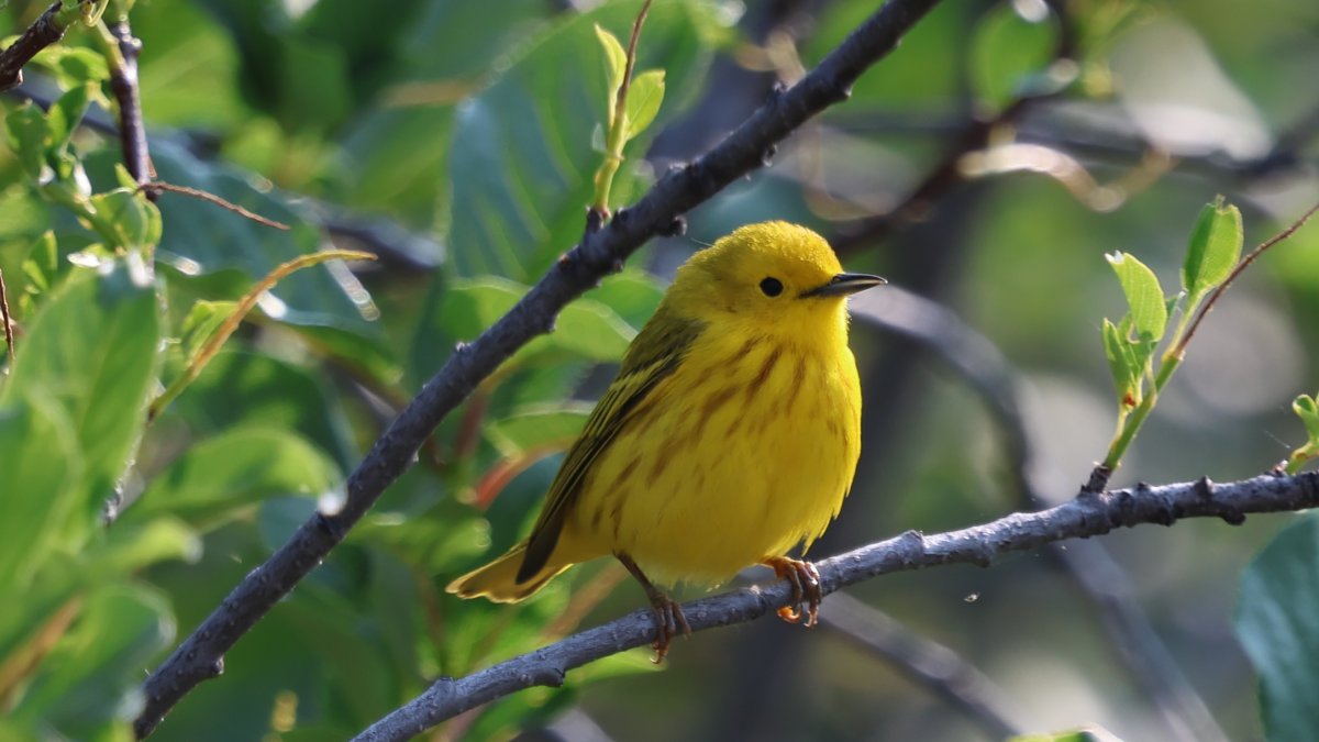 Fotografía de un ejemplar de reyezuelo amarillo facilitada por el Dr. Brian Balmer.