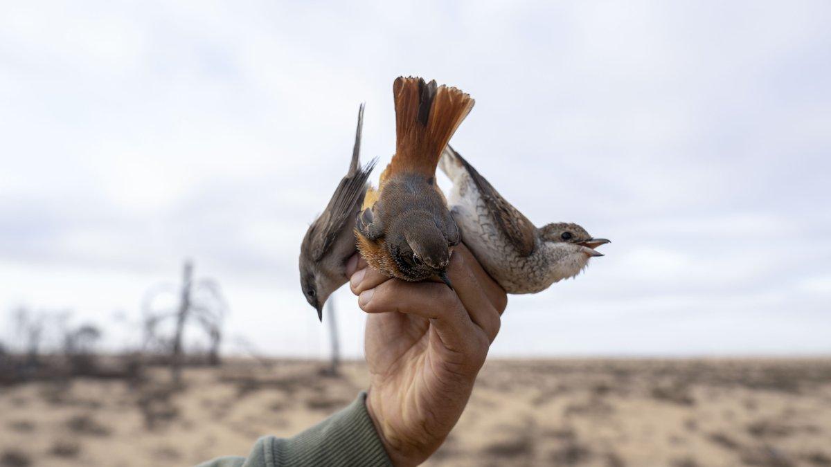 Caza. Jóvenes cazadores revisan al amanecer las redes instaladas en la costa del lago Al Bardawil, para contar y tomar las aves cazadas.