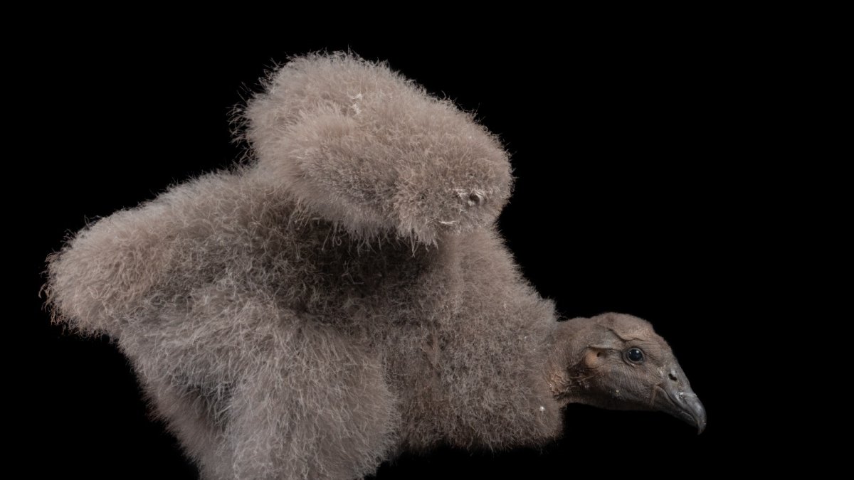 La primera pichona de cóndor en nacer de forma asistida en Cuenca fue nombrada Kimsa.