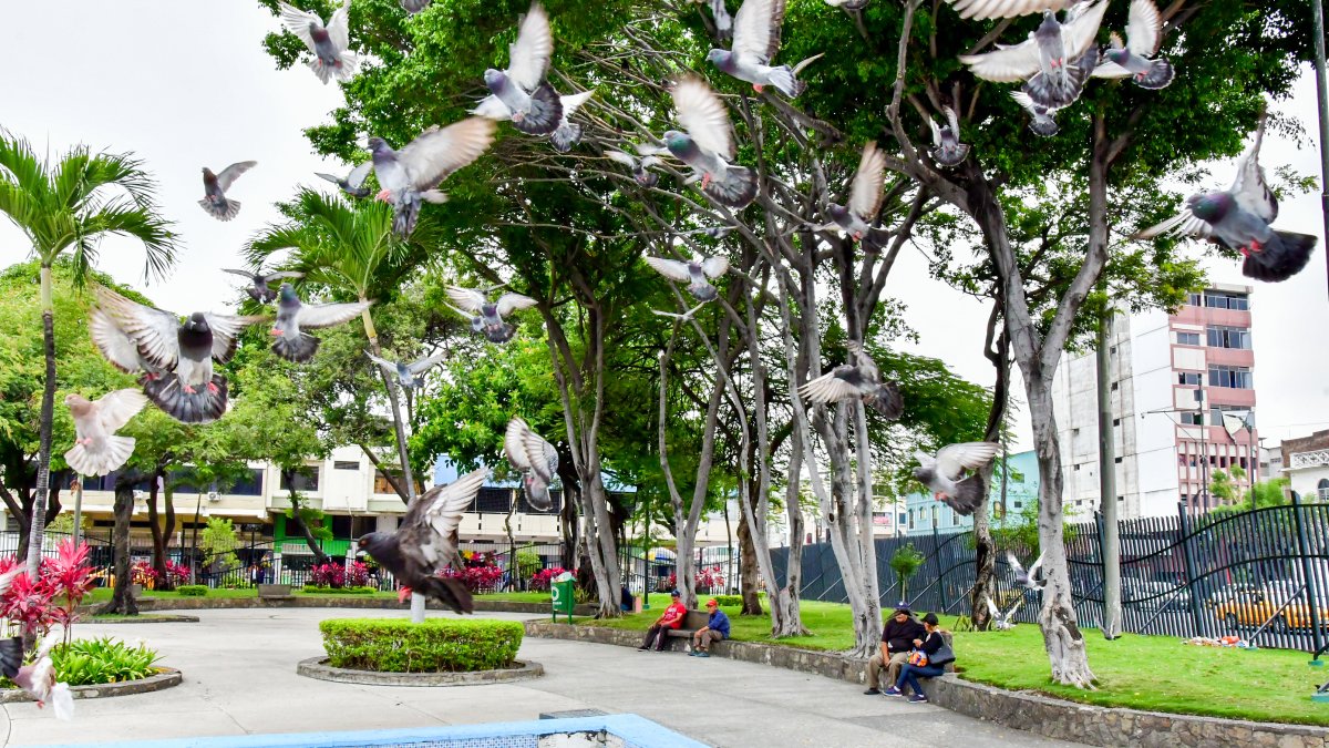 Un arquitecto propone convertir el parque en un espacio regulado y seguro donde vecinos y empresas puedan contactar mano de obra calificada.