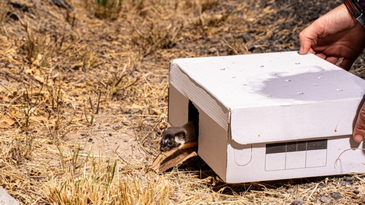 El Laboratorio Natural UIO ha recibido y liberado más de 160 animales silvestres, incluyendo aves, mustélidos y serpientes.