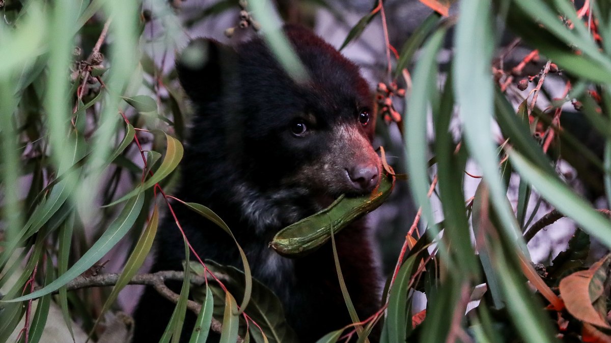 Especie. Los osos andinos de Ecuador forman parte de la rica biodiversidad de los Andes tropicales.