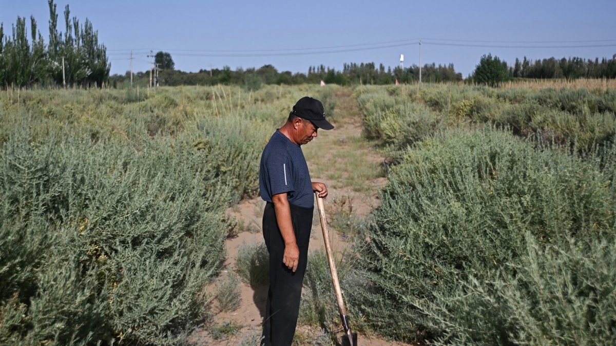 Esta fotografía, tomada el 12 de agosto de 2025, muestra a un hombre de pie con una pala en un campo de cistanche en la región norteña de Mongolia Interior.