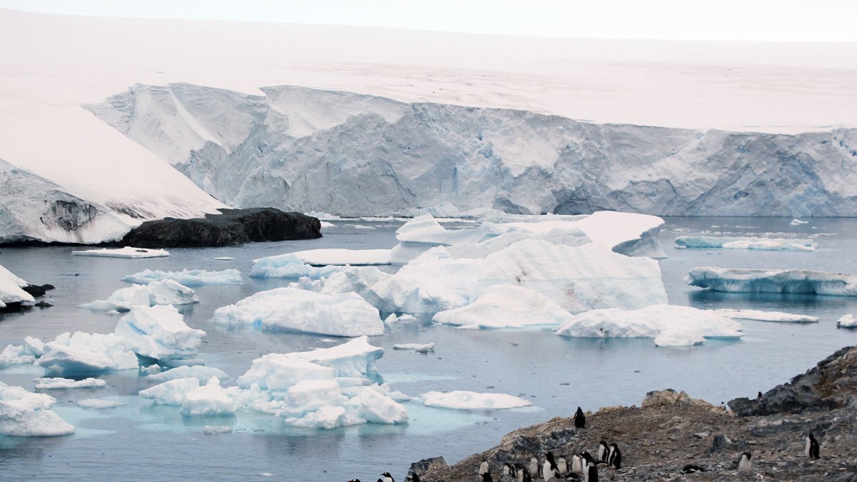 Científicos demuestran que los pingüinos son difusores de contaminación en la Antártida.
