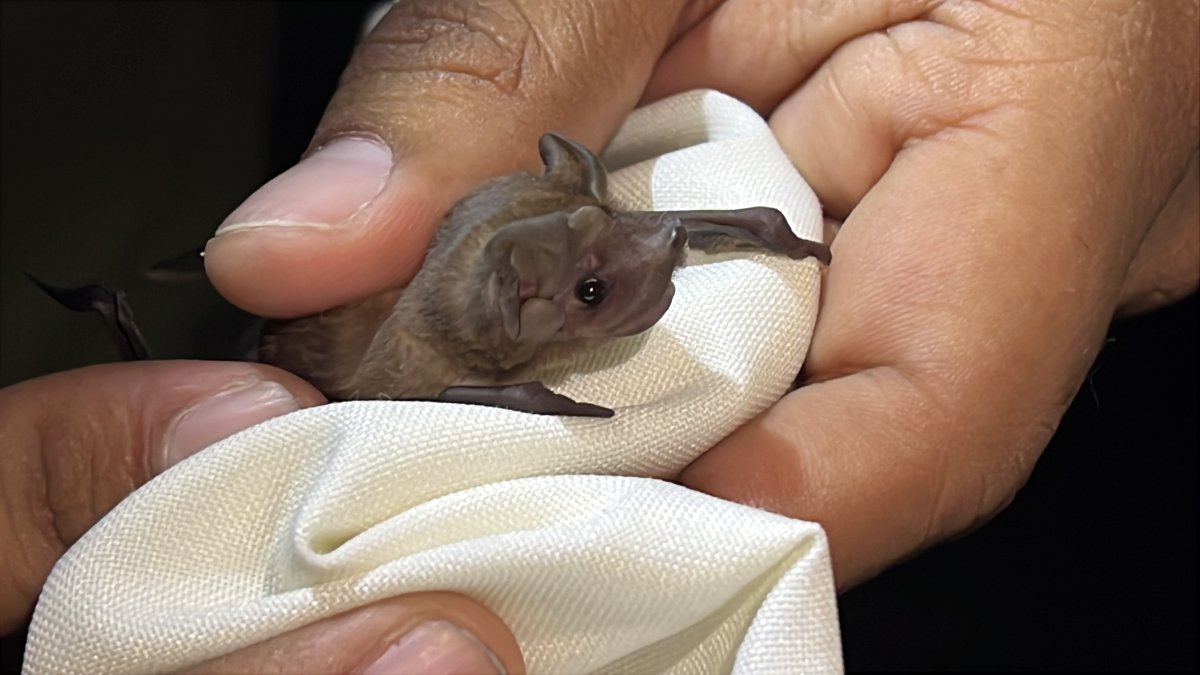 Los murciélagos se comunican a través de sonidos imperceptibles para el oído humano