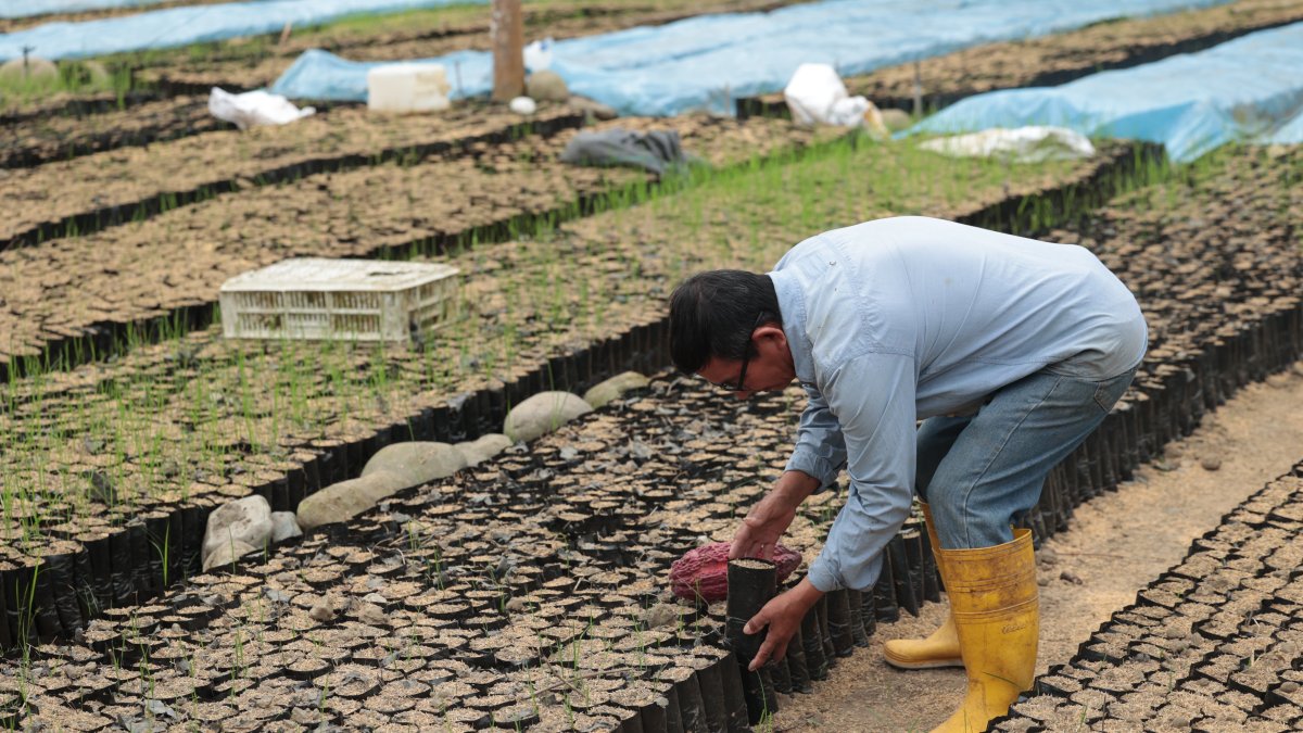Oferta. El mercado norteamericano absorbe hasta el 30 % de las exportaciones de cacao local.