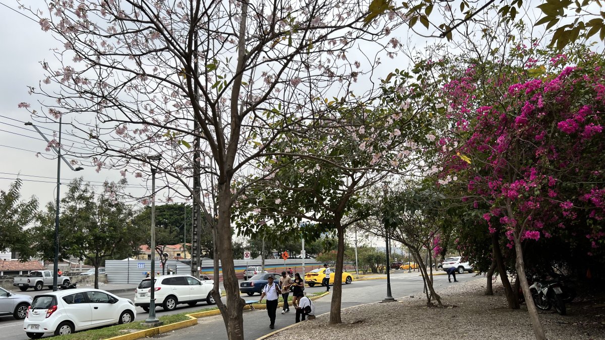 Jacarandá. El corredor de Los Ceibos, a la altura del hospital del IESS, esta planta muestra flores rosadas.