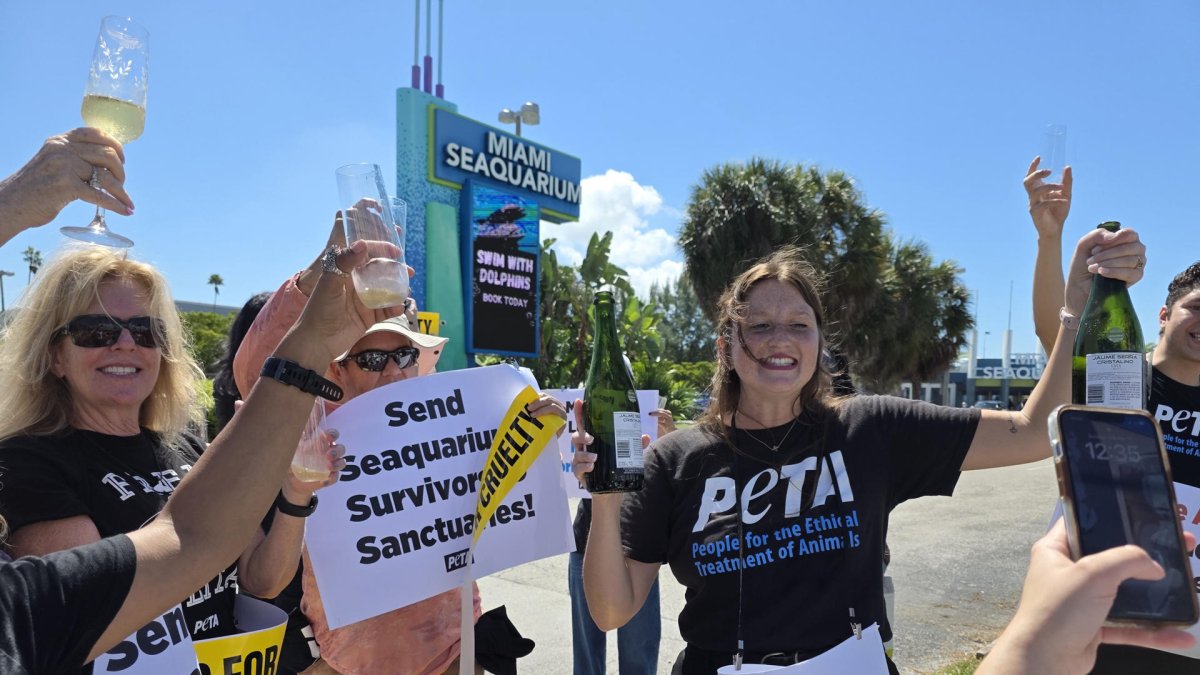 Activistas de la organización Personas por el Trato Ético de los Animales (PETA) sostienen carteles el 12 de octubre de 2025, en Miami (Estados Unidos).