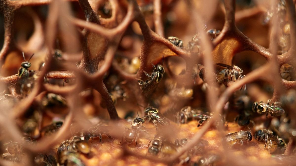 Las abejas nativas sin aguijón son aliadas invisibles de los ecosistemas tropicales y las comunidades que viven junto a ellas.