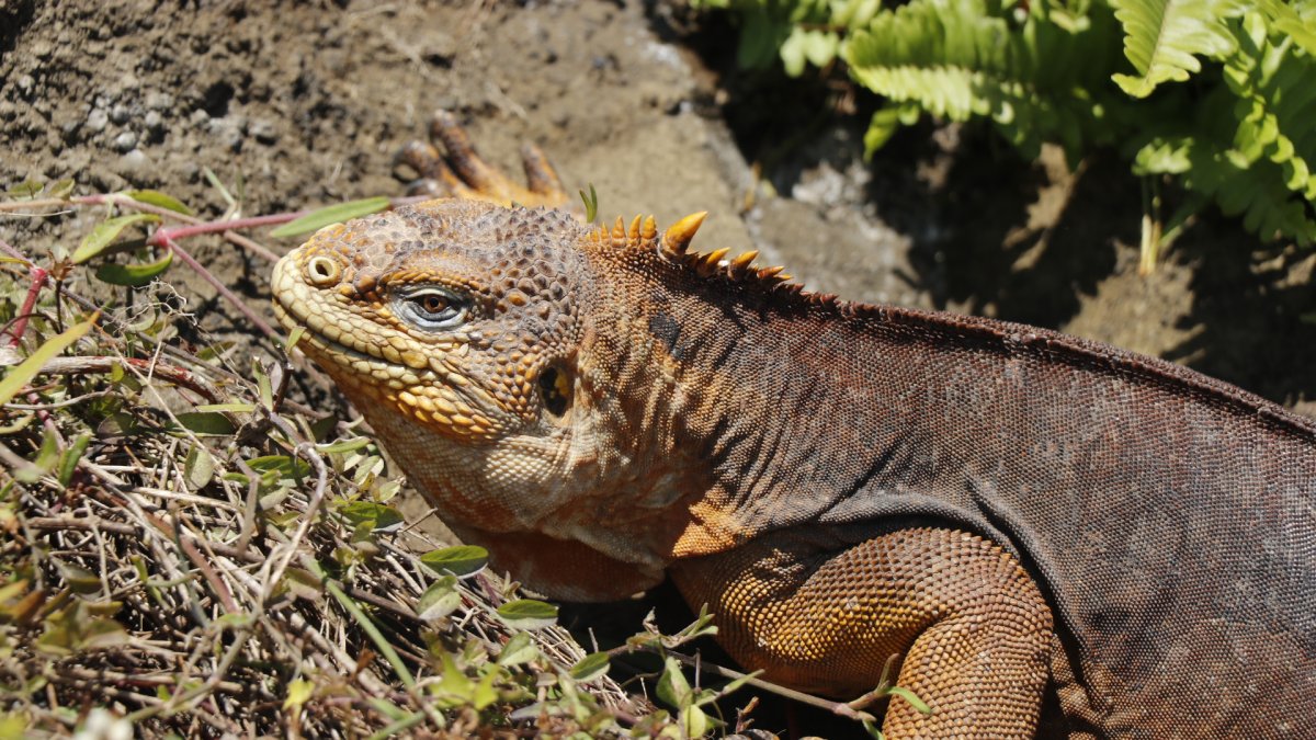Especie. Las iguanas fueron liberadas en la isla Santiago para evitar sobrepoblación en la isla Seymour.