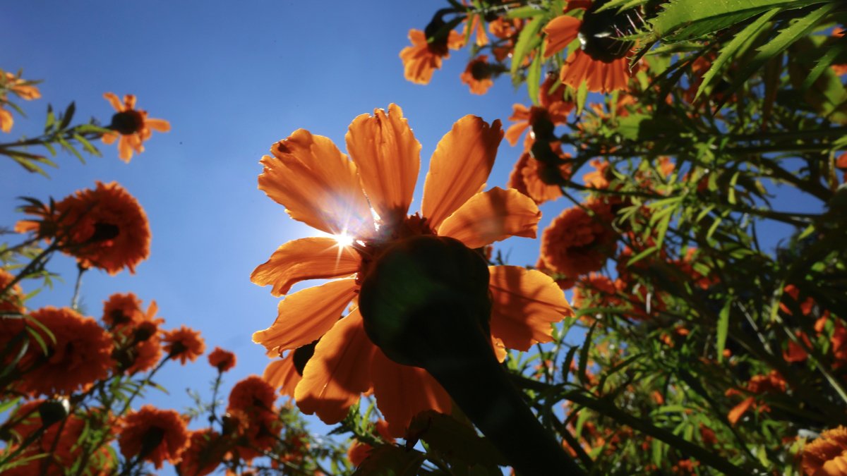 Fotografía de flores de cempasúchil, usada tradicionalmente para adornar altares, ofrendas y tumbas en temporada de Día de Muertos este viernes, en Tenango del Valle, Estado de México (México).