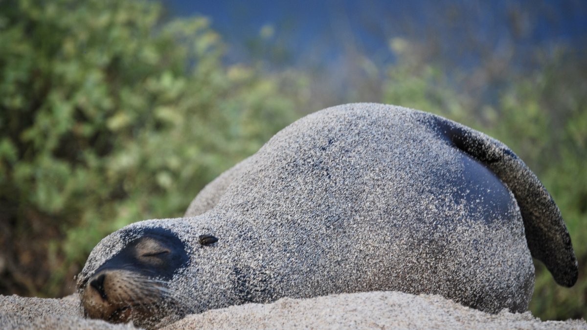 Lobo. El lobo marino (zalophus wollebaeki), especie emblemática de Galápagos, está en peligro de extinción.