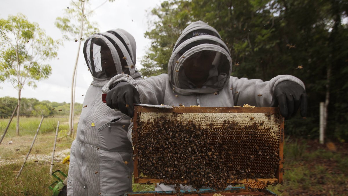 Una persona saca miel de un panal de abejas.