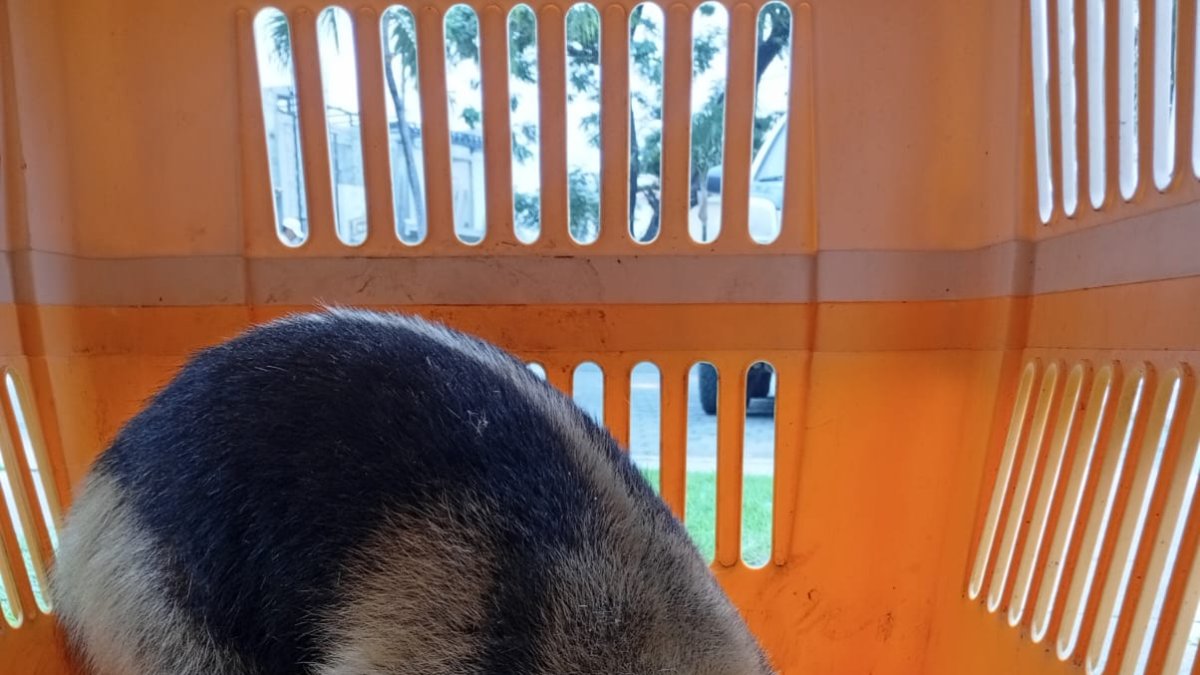 Oso Hormiguero rescatado en La Aurora