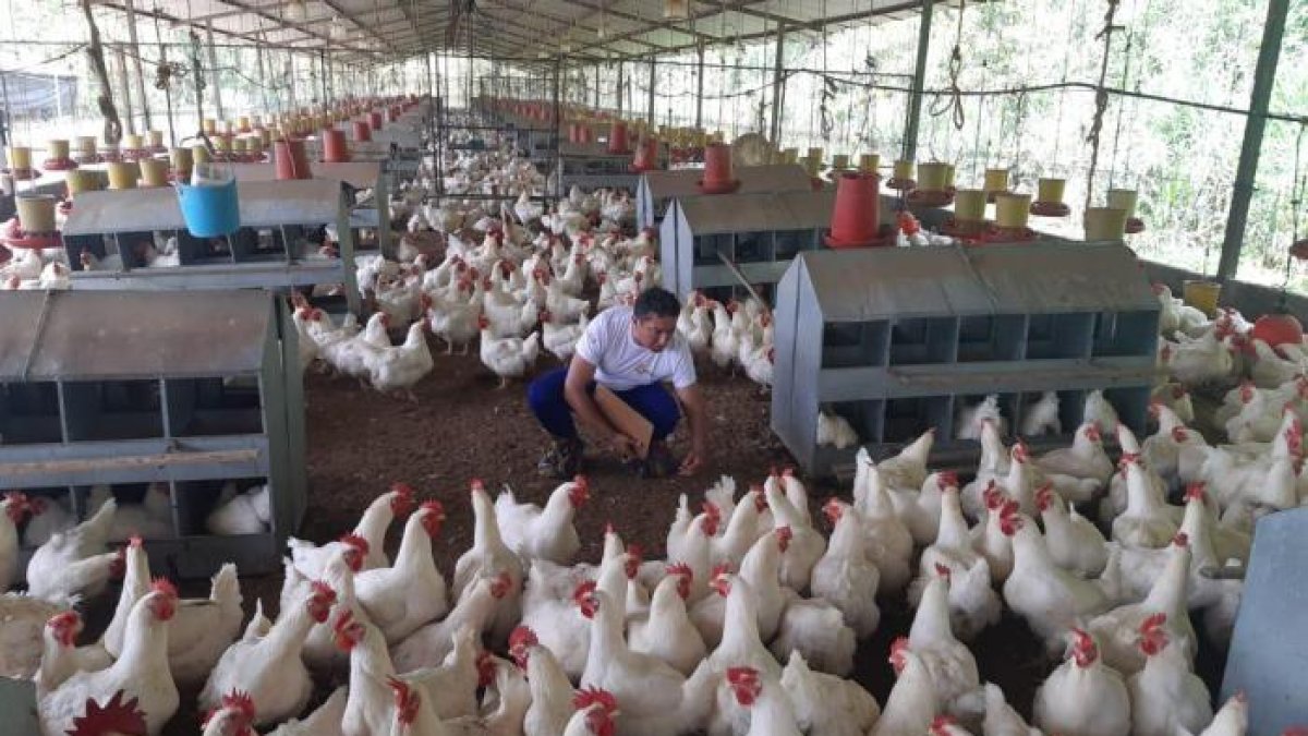 El sector avícola es uno de los que consumen el alimento balanceado que entre sus ingredientes tienen maíz.