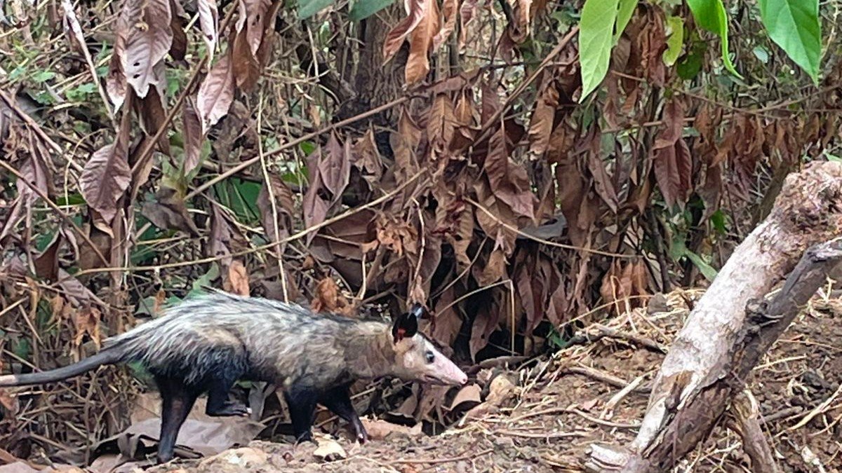 Las zarigüeyas que son encontradas en zonas urbanas de Guayaquil son liberadas en su hábitat.