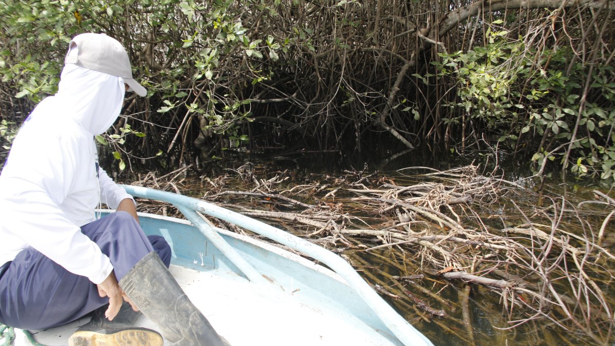 Pescadores han constatado una poda agresiva y mala disposición de los desechos de la misma en el estero Salado