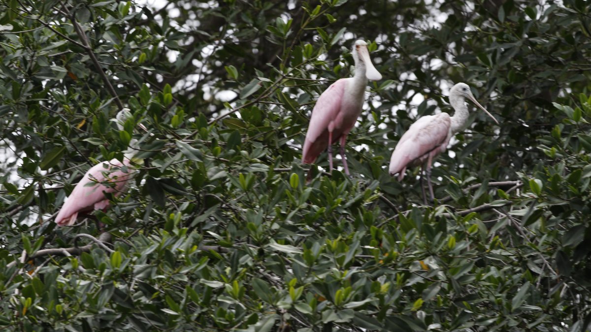 El manglar es ecosistema diverso, cuya totalidad de especies se mantiene sin calcular.