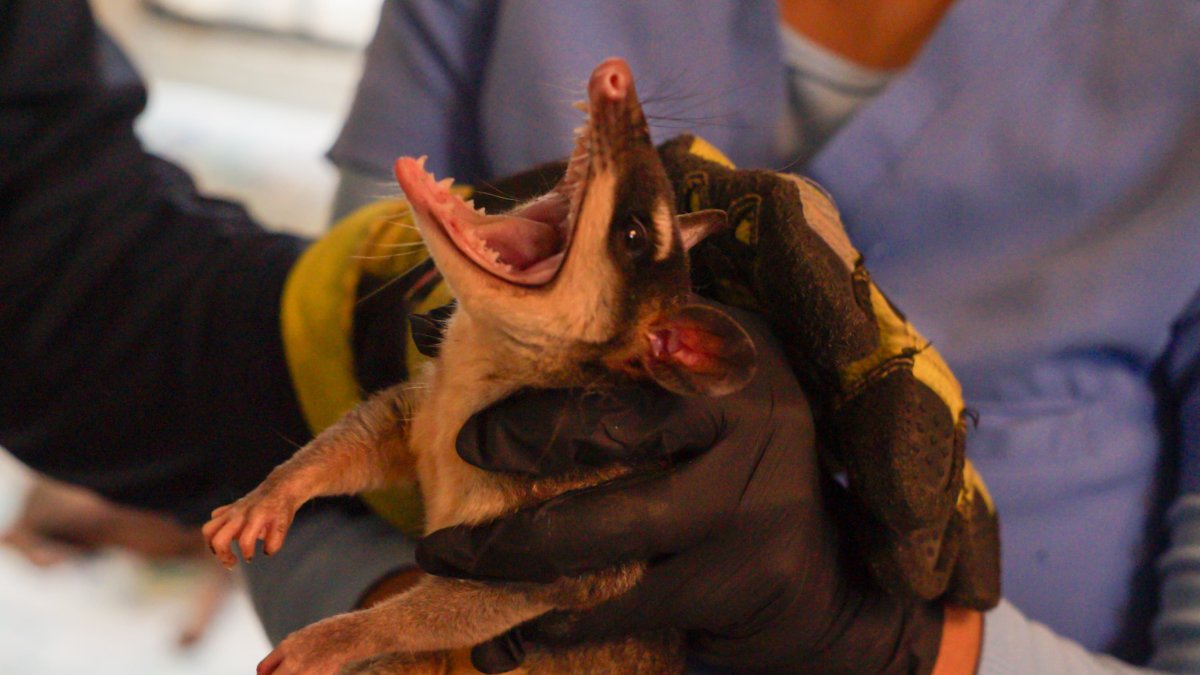 Las zarigüeyas son animales silvestres que llegan a la ciudad en busca de comida y refugio. Tras alertas ciudadanas, personal de Segura EP los rescatan para devolverlos a su hábitat.