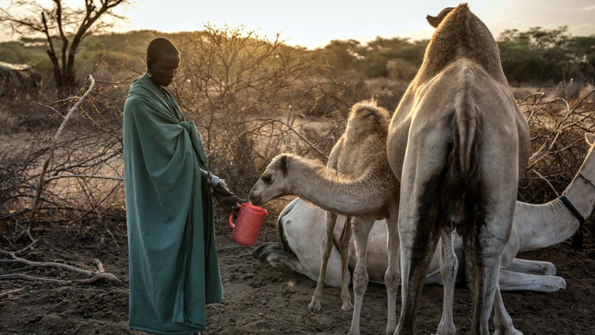 El pastor samburu Naimalu Lentaka, ofrece leche a una cría de camello después de ordeñar camellos al amanecer cerca de Sereolipi, el 29 de septiembre de 2025.