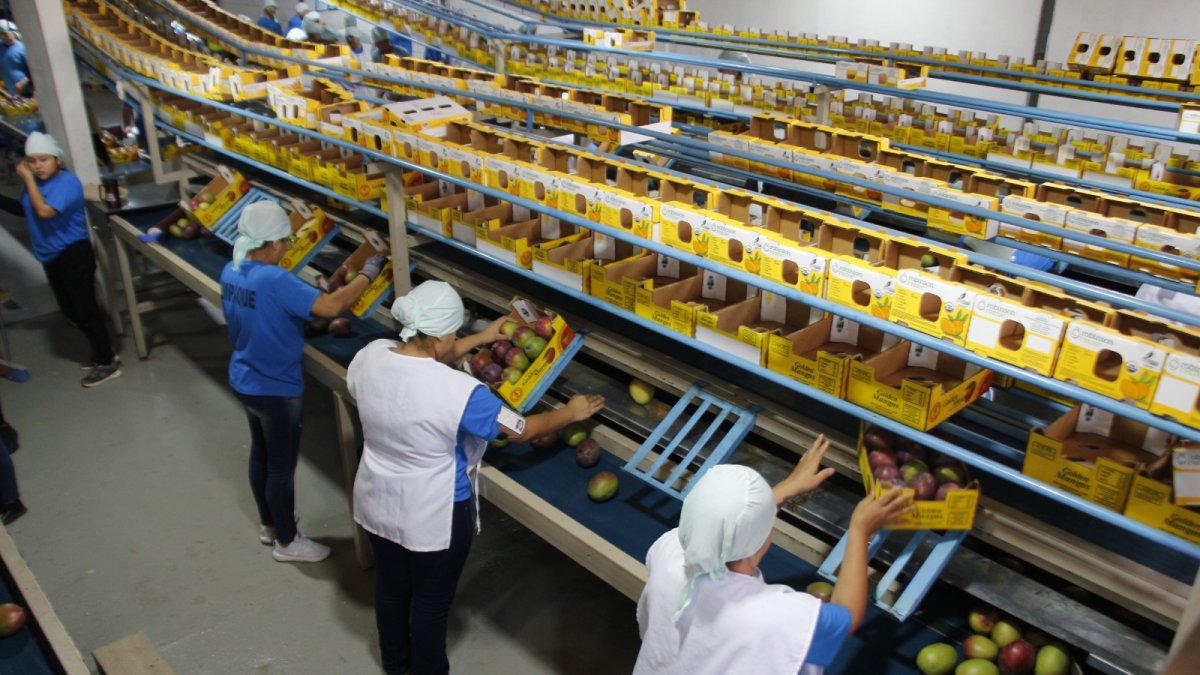 Desempeño. Los productores de esta fruta prevén cerrar 2025 con la exportación de 12.5 millones de cajas. La cifra representa una caída del 20 % frente al mismo periodo de 2024.