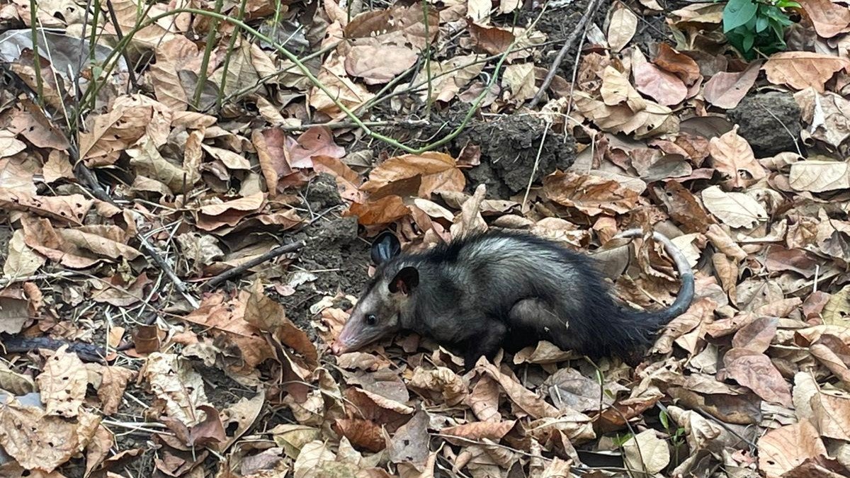 Las zarigüeyas aparecen comúnmente en las ciudades porque buscan alimento y refugio.