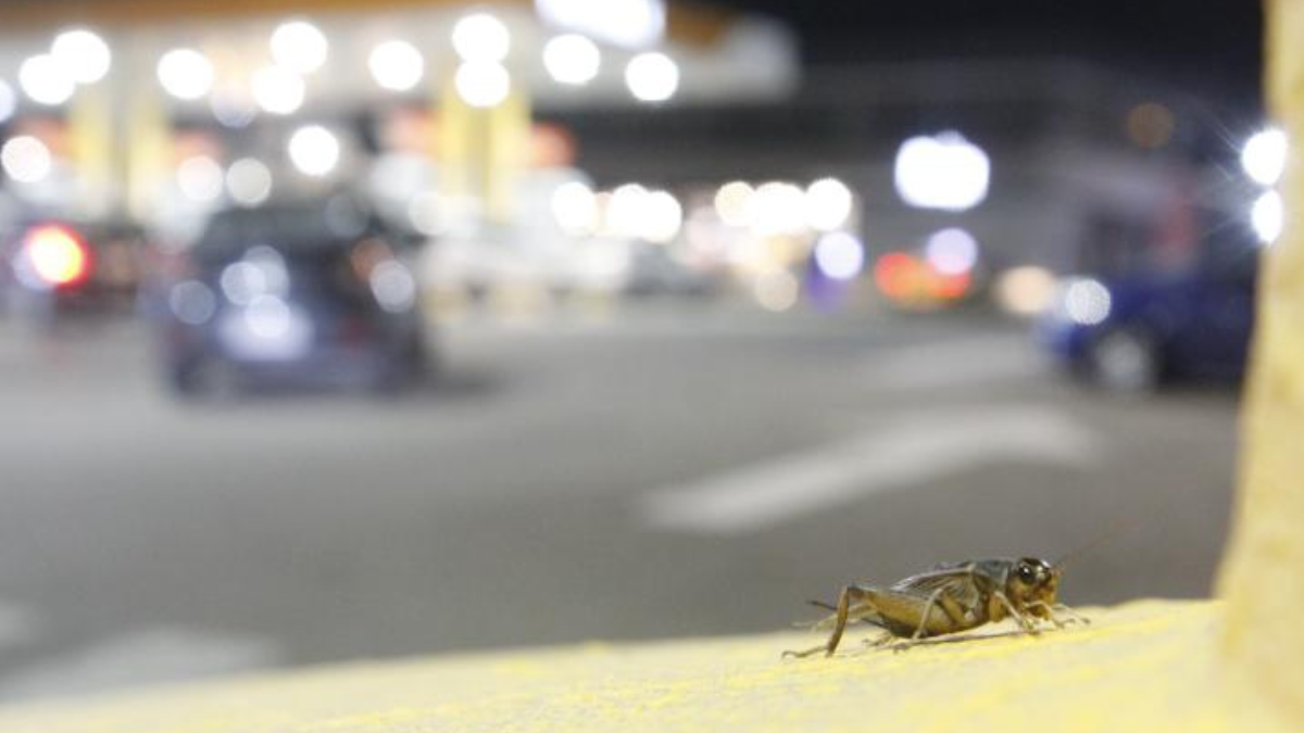 Los grillos llegan junto con las primeras lluvias.