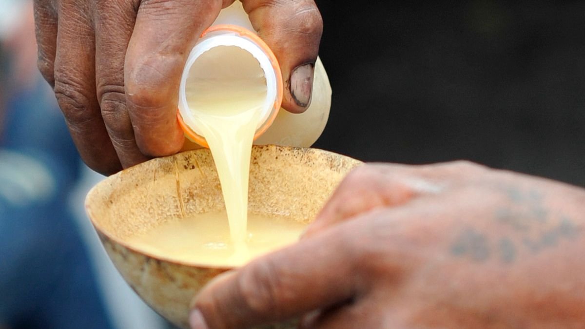 La ESPOL estudia el valor nutricional y cultural de bebidas fermentadas como la chicha de yuca y la chicha de chonta, pilares de la alimentación indígena amazónica.