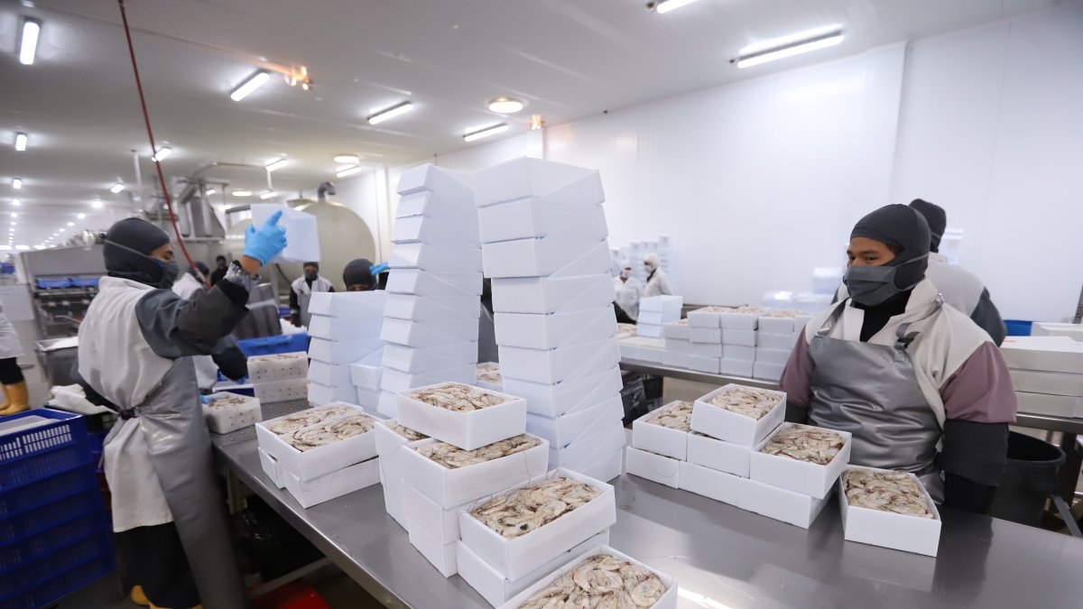 El sector camaronero, el motor de la exportación de Ecuador, aún debe pagar una tasa del 15 %.