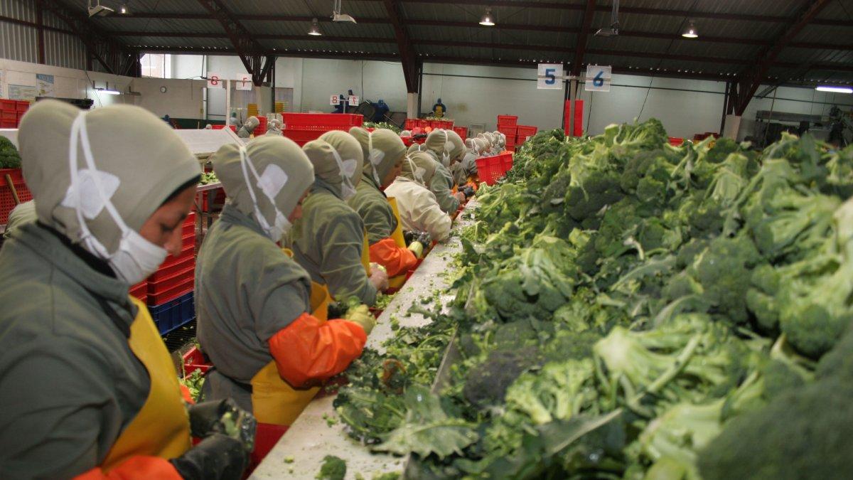 El brócoli, entre la lista de productos que deben esperar a una negociación.