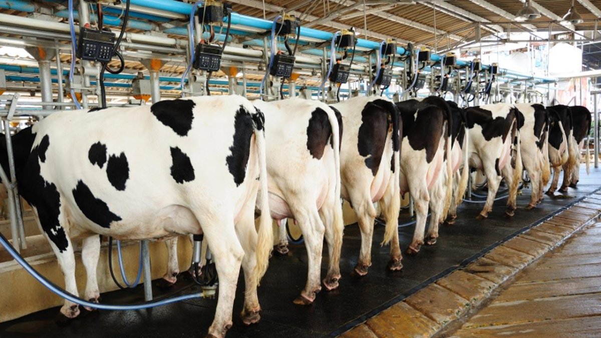 La leche y nata concentraron el 61% de las exportaciones totales, con un crecimiento de 229%.