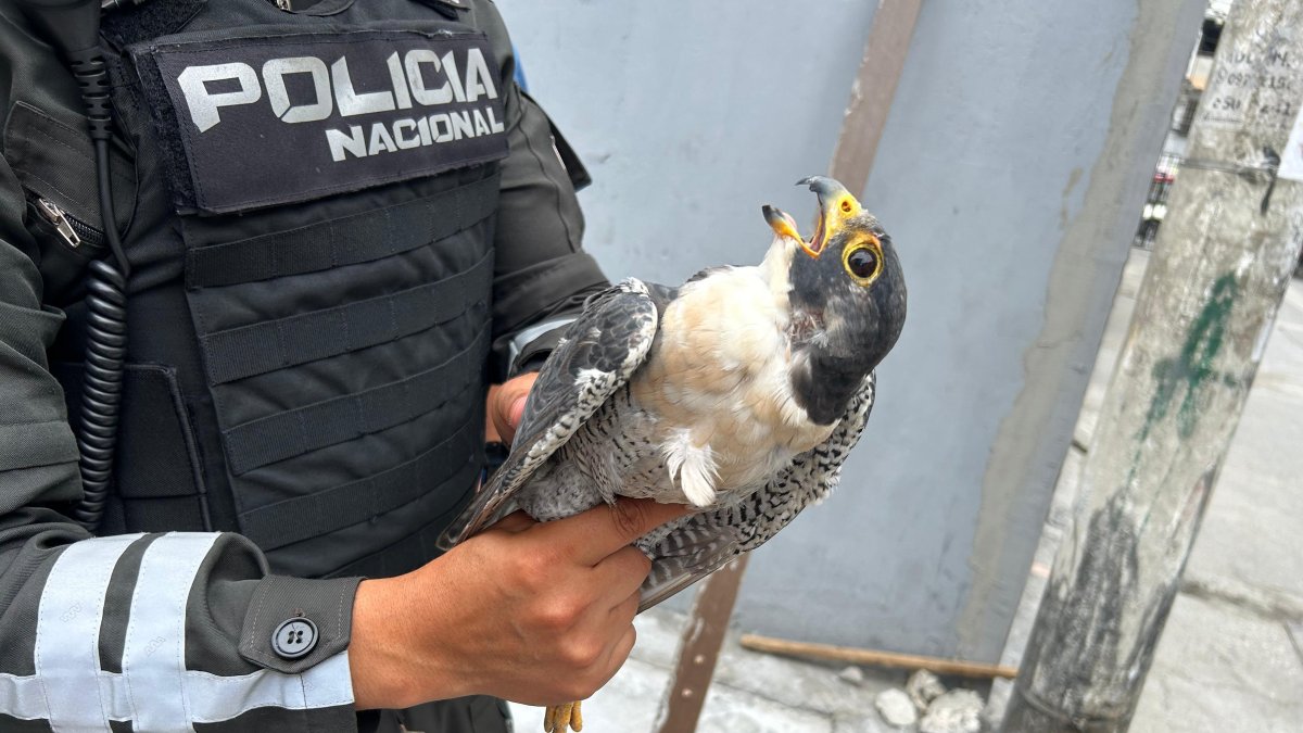 Halcón peregrino, rescatado al norte de Guayaquil.