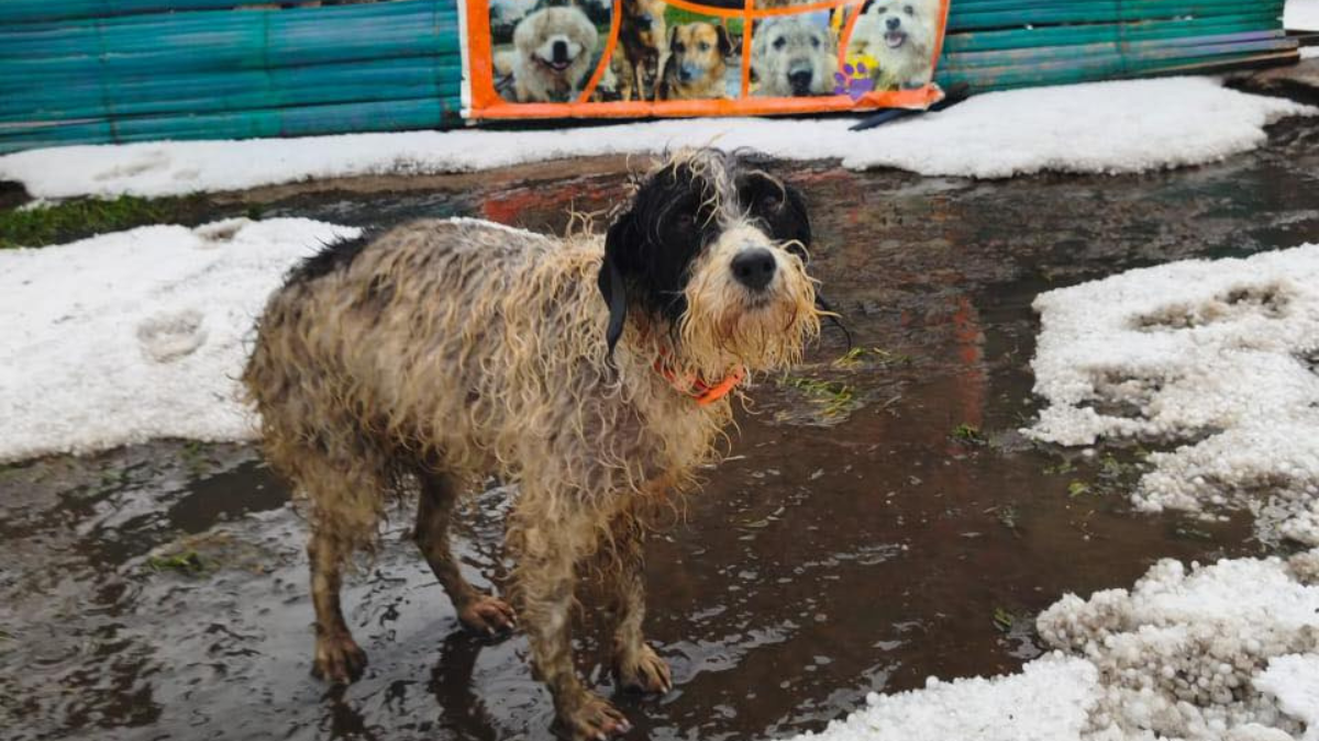 Perros rescatados en el refugio Fundación Lucky quedaron a la intemperie tras la granizada en Quito.