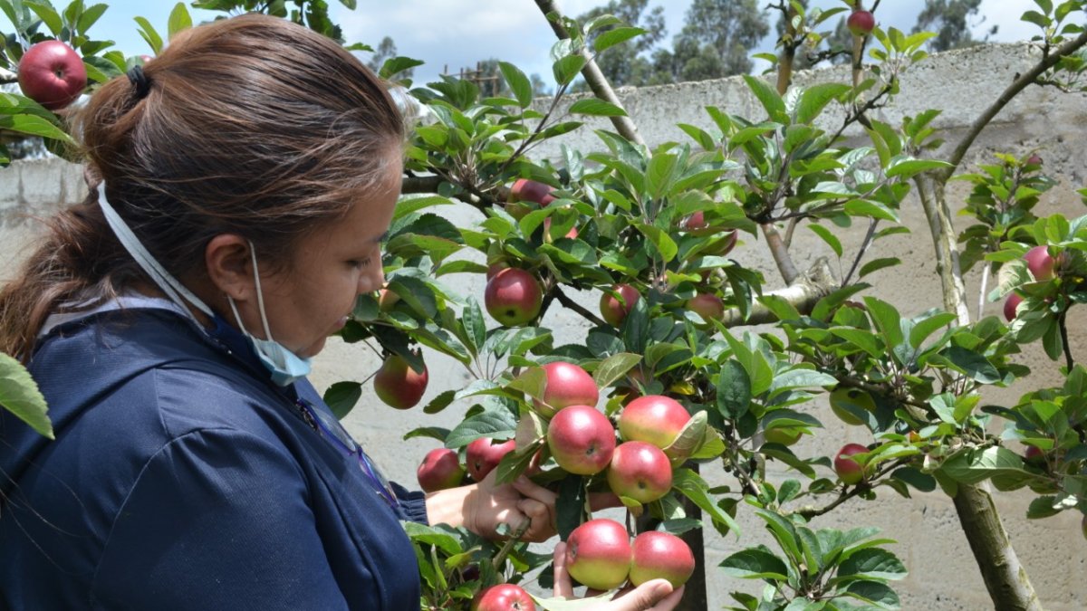 Exportación. El sector orgánico ecuatoriano generó divisas por $ 621 millones durante 2024
