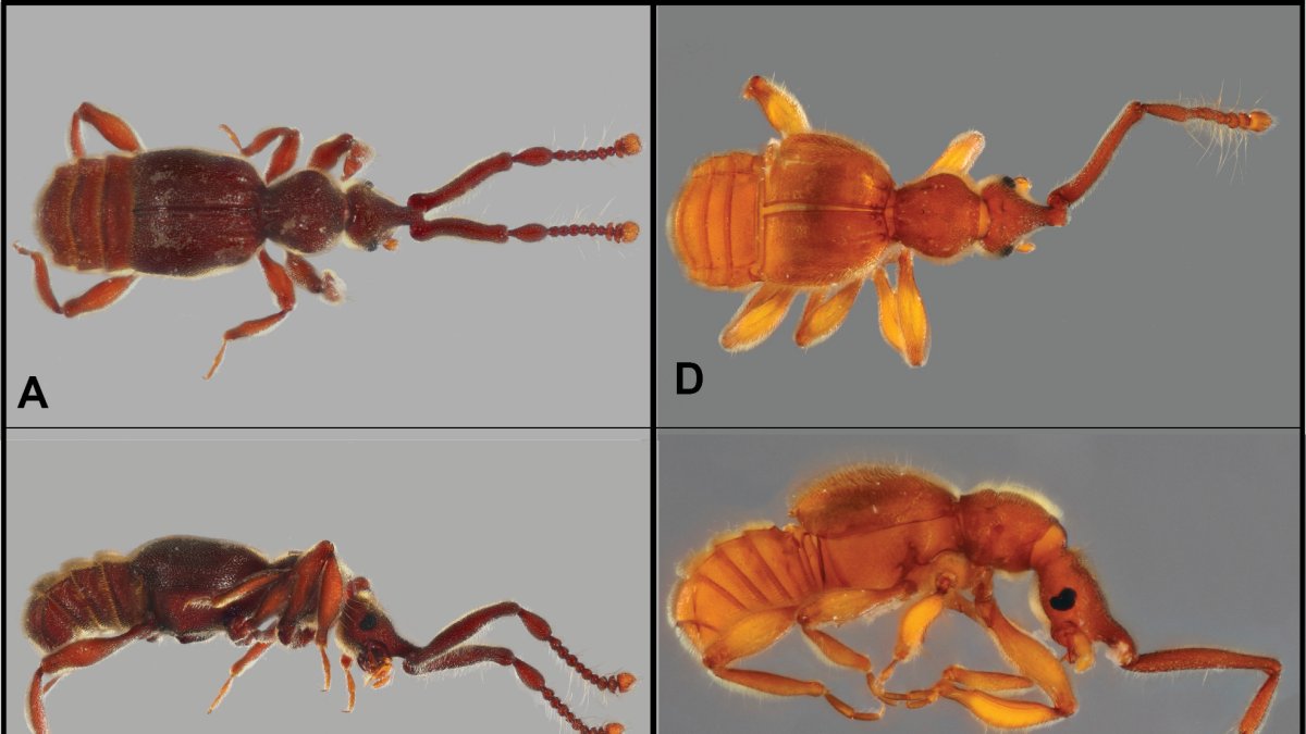 Biodiversidad. Muestra de varias especies de escarabajos que identificaron los científicos, tras un intenso estudio en los páramos.