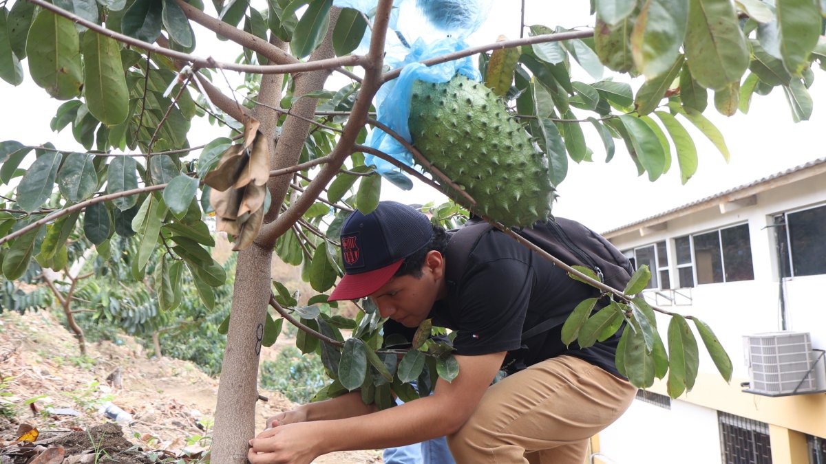 Un alumno mide el grosor de la planta en el cultivo que está al interior de la Universidad Católica.