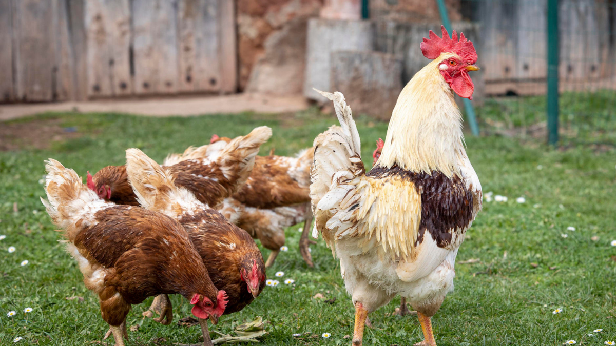 La influenza aviar es una infección provocada por virus de tipo A que impacta sobre todo a pollos, pavos y otras aves de corral.