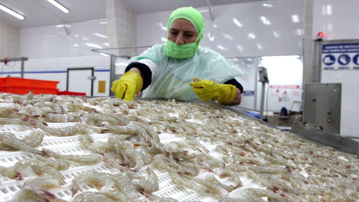 Entre enero y septiembre de 2025, por ejemplo, el camarón superó al crudo y se posicionó como el principal producto de exportación de Ecuador.