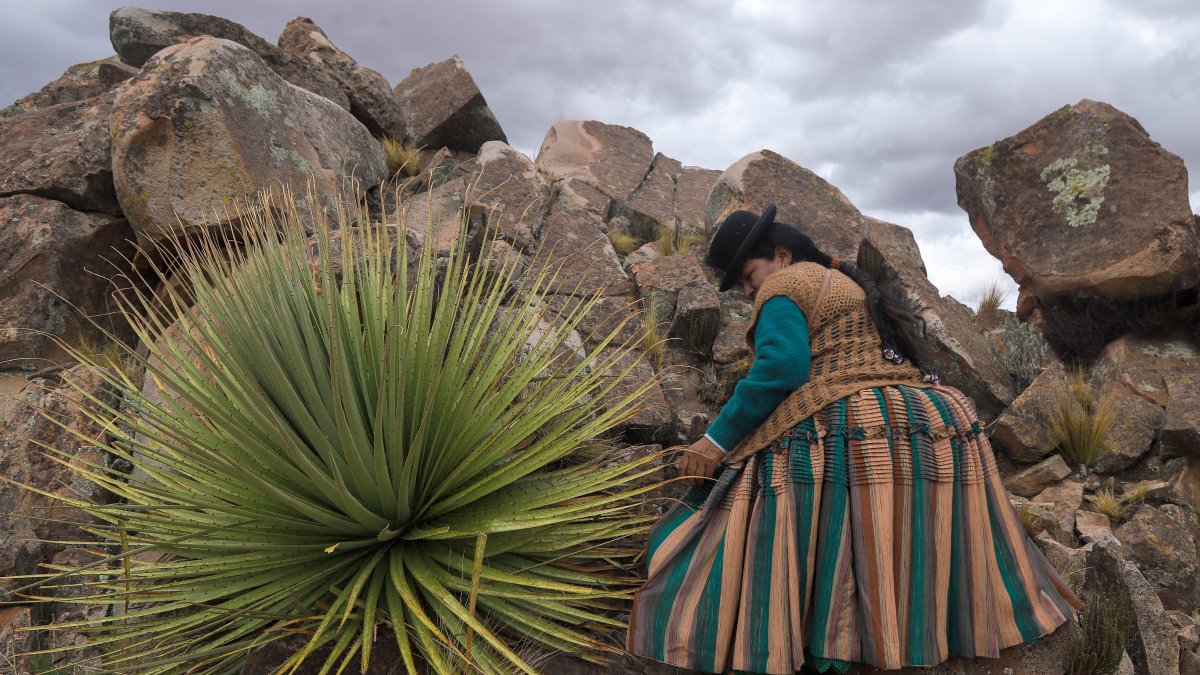 Planta. Una mujer camina cerca de ejemplares de puyas raimondii.