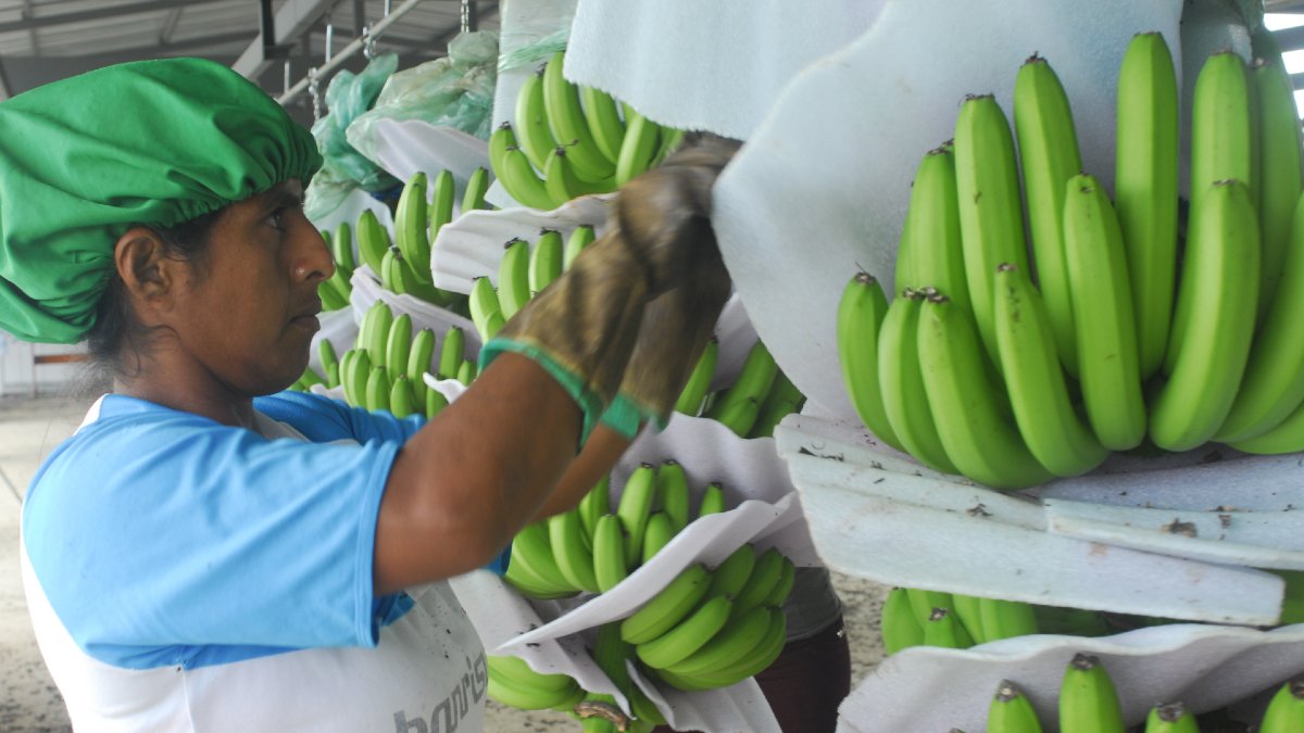 Las condiciones climáticas mejoraron en las principales zonas bananeras del país, permitiendo recuperar niveles de productividad.