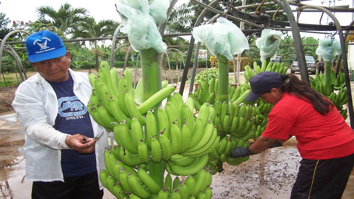 En El Oro existirían entre 4.000 y 5.000 hectáreas sembradas de manera irregular.