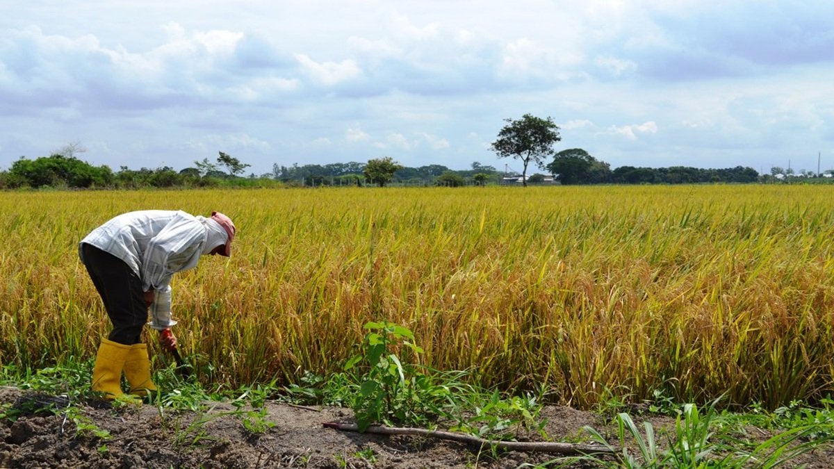 Los datos revelan que el arroz se mantiene como el cultivo predominante, seguido del cacao.