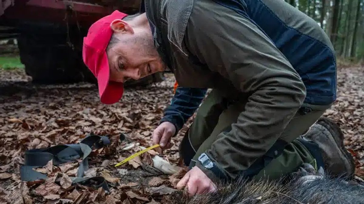 Tres décadas después, el virus reaparece en España. El país se suma a la lista de países donde se han registrado ya casos letales.